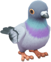 분홍가슴비둘기