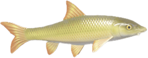 바벨