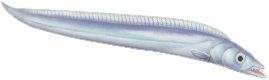 갈치