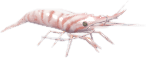 바다새우